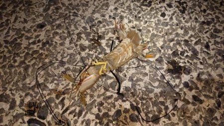 シャコエビ増殖中