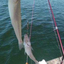 活性が上がり始めた播磨新島のキス