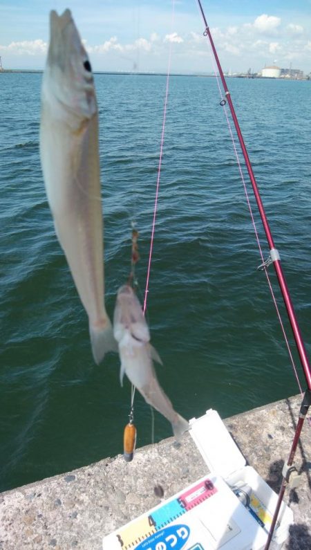 活性が上がり始めた播磨新島のキス