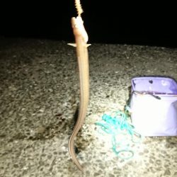 月の明かりが強すぎて