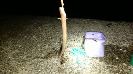 月の明かりが強すぎて