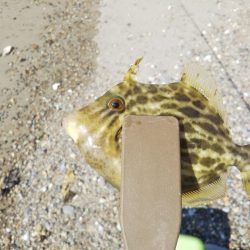 ちょい投げ7目釣り