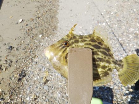 ちょい投げ7目釣り