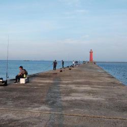 良型キスが釣れ始めました