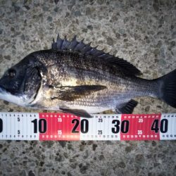 チヌのトップゲーム