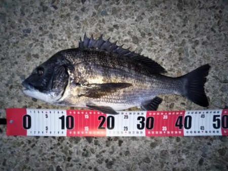 チヌのトップゲーム