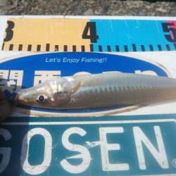 少しづつキスの型が良くなりました