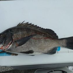 のませでハマチ4本 チヌ1枚