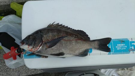 のませでハマチ4本 チヌ1枚