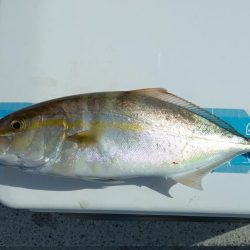 のませでメジロ、シオ