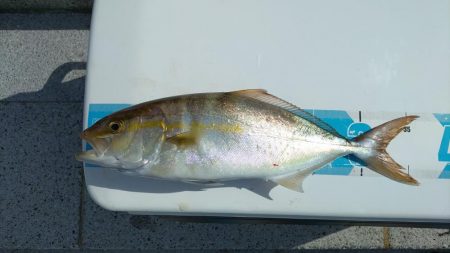 のませでメジロ、シオ