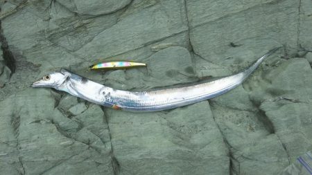 秋の青物狙いpart 1