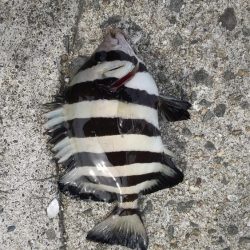 太刀魚狙いでしたが今回もダメでした。