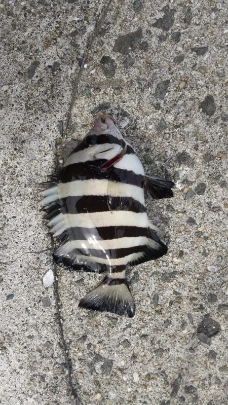 太刀魚狙いでしたが今回もダメでした。