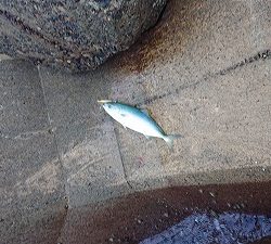 シーバサーinエギンガー