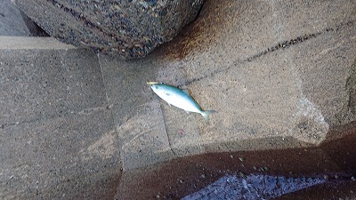 シーバサーinエギンガー