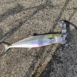 飲ませで、ブリ