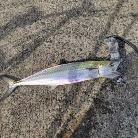 飲ませで、ブリ