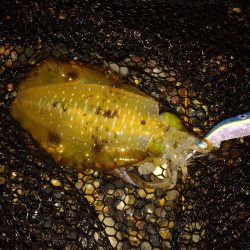 秋アオリイカエギング