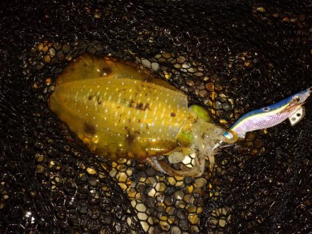 秋アオリイカエギング