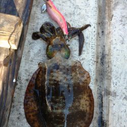 手漕ぎボートエギング