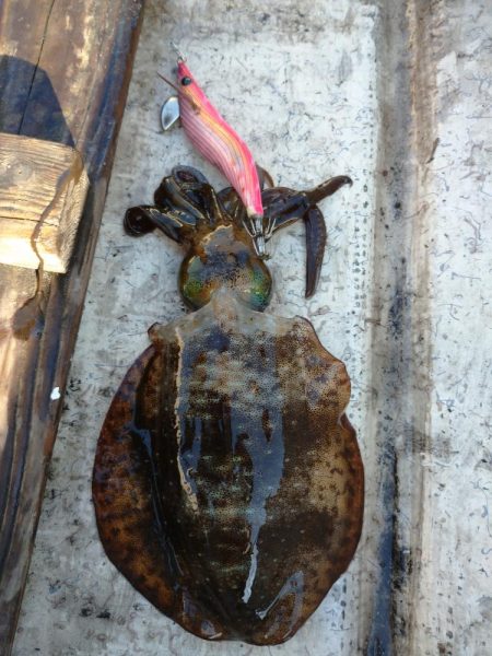 手漕ぎボートエギング