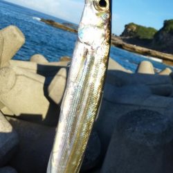 磯釣りできずのカマス