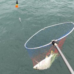 アジはいません