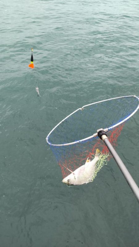 アジはいません