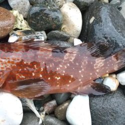 キジハタ　イワシ沸きあり