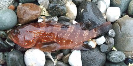 キジハタ　イワシ沸きあり