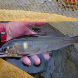 念願だった球磨川釣行