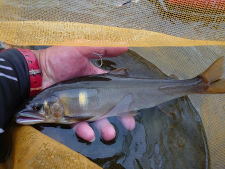 念願だった球磨川釣行