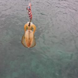 対馬エギング釣果