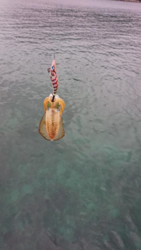 対馬エギング釣果