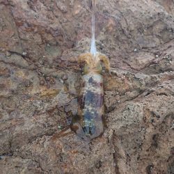 トップでツバス