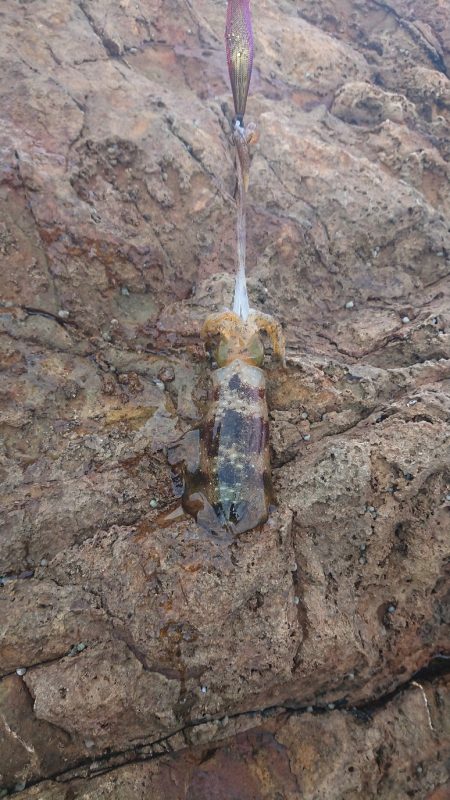 トップでツバス