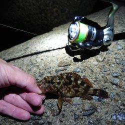 アオリはまだ小さい