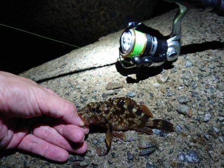 アオリはまだ小さい