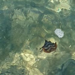 アオリイカ調査