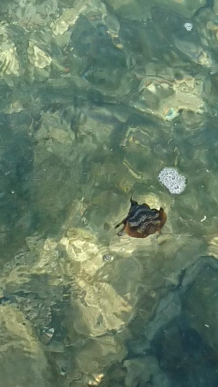 アオリイカ調査