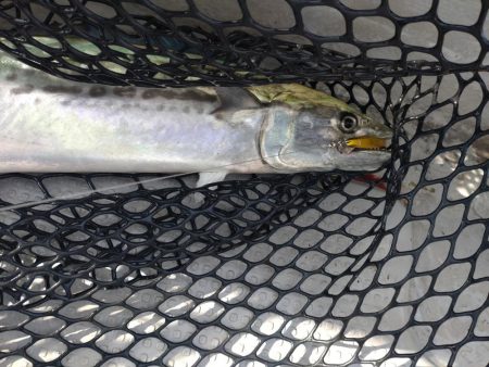 岩国沖の開幕?!