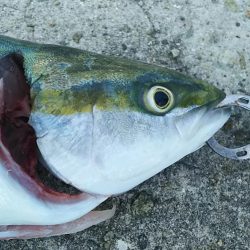 青物祭りへ参加