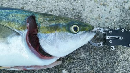 青物祭りへ参加