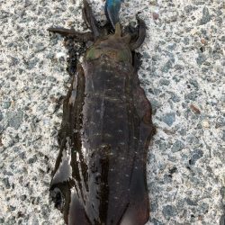 2022 佐渡ヶ島エギング 13回目【9月18日】