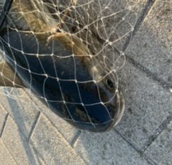 大阪南港ブリゲーム開幕