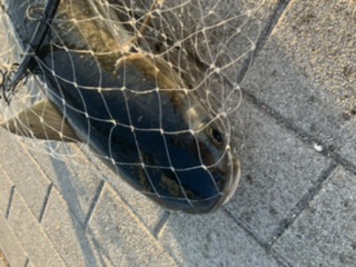 大阪南港ブリゲーム開幕