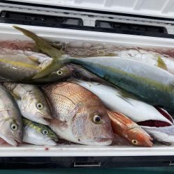 蒲生田周辺でシオ