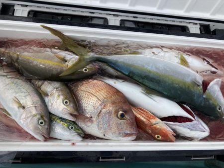 蒲生田周辺でシオ