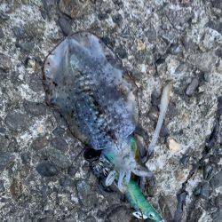 今年初エギング